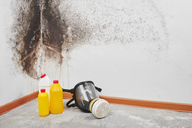 Best Office Mold Removal Services  in Dunkirk, NY