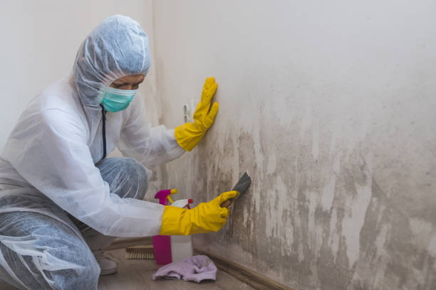 Mold Removal and Inspection in Dunkirk, NY