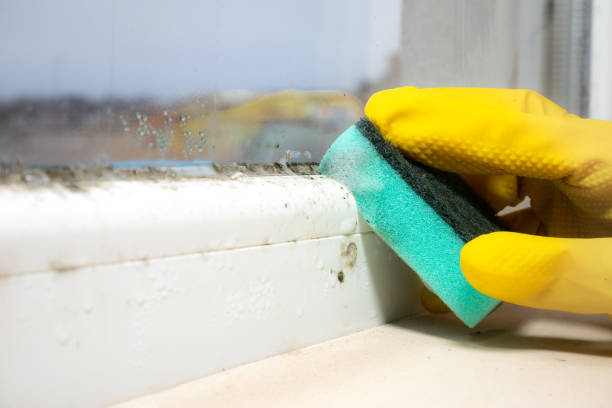 Best Black Mold Removal  in Dunkirk, NY