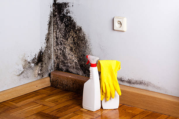 Best Commercial Mold Removal  in Dunkirk, NY