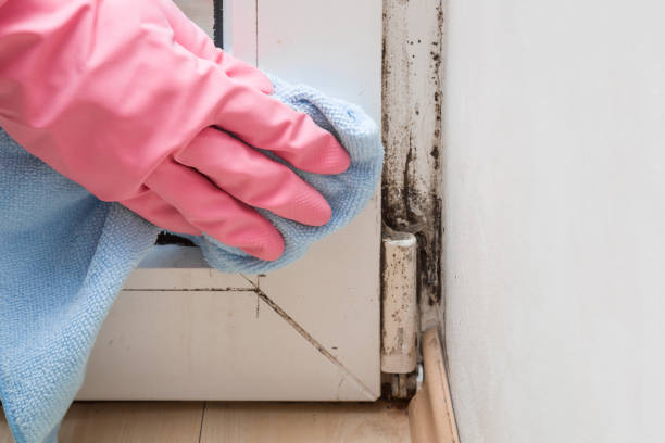 Reliable Dunkirk, NY Mold Removal Solutions