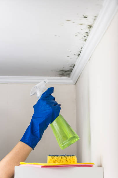 Certified Mold Removal in Dunkirk, NY